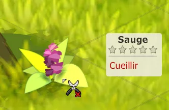 Sauge